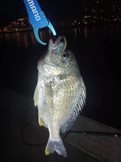 キビレの釣果