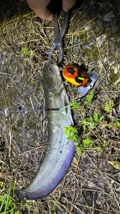マナマズの釣果