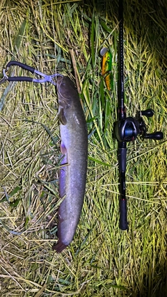 マナマズの釣果