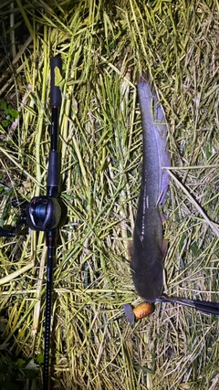 マナマズの釣果