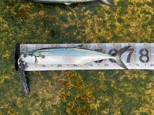 サゴシの釣果