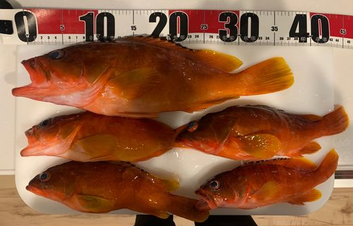 アカハタの釣果