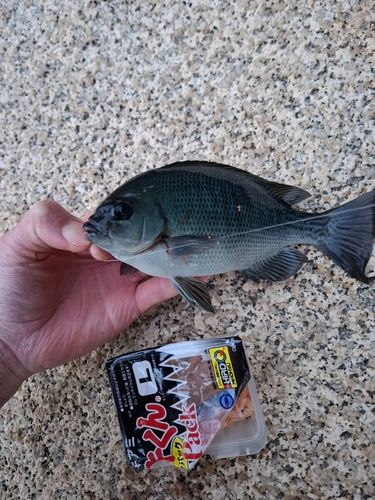 クチブトグレの釣果