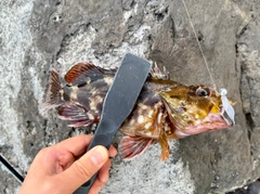 カサゴの釣果