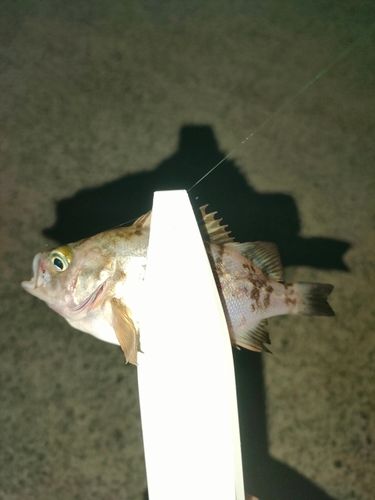 アカメバルの釣果