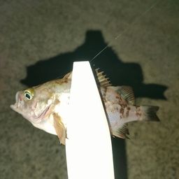 アカメバル