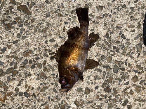 メバルの釣果