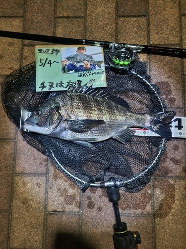 チヌの釣果