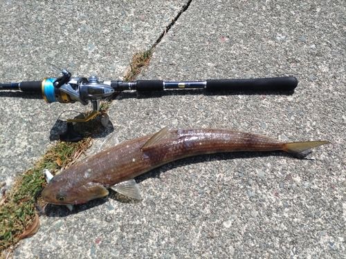 エソの釣果