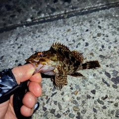 ガシラの釣果