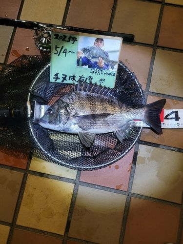 チヌの釣果