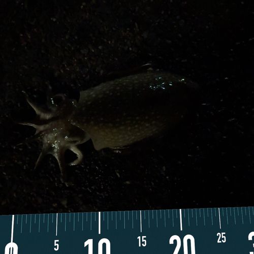 コウイカの釣果
