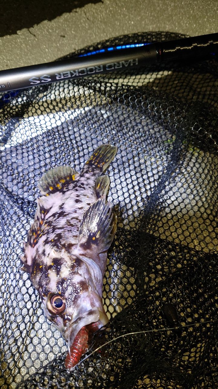 オウゴンムラソイ