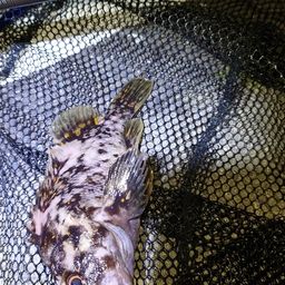 オウゴンムラソイ