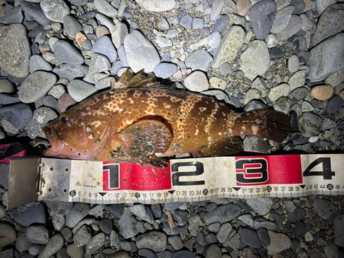 アコウの釣果