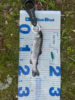 ニジマスの釣果