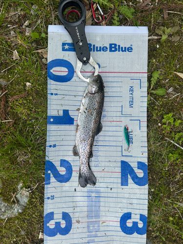 ニジマスの釣果