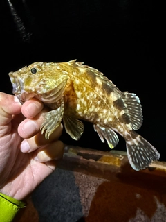 ガシラの釣果