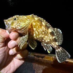 ガシラ