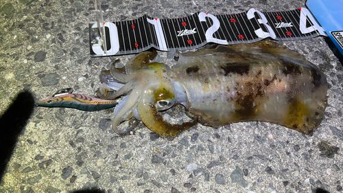 アオリイカの釣果