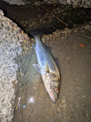 セイゴ（マルスズキ）の釣果