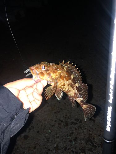 カサゴの釣果