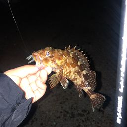 カサゴ