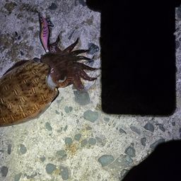 モンゴウイカ