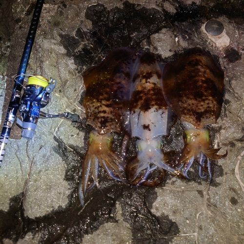 アオリイカの釣果