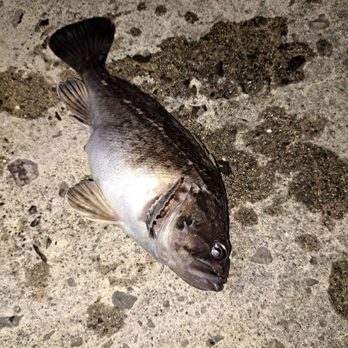 釣果