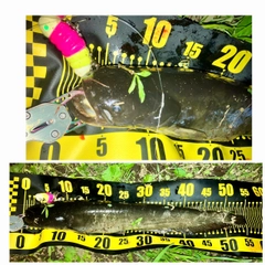 ナマズの釣果