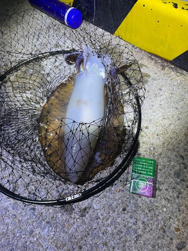 イカの釣果