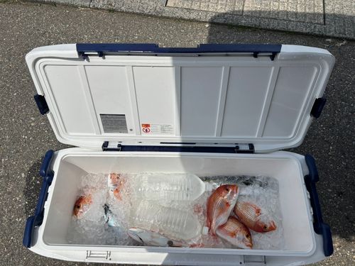レンコダイの釣果
