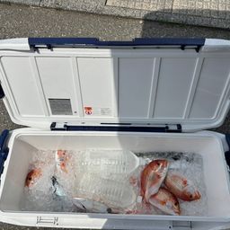 レンコダイ