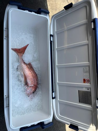 タイの釣果