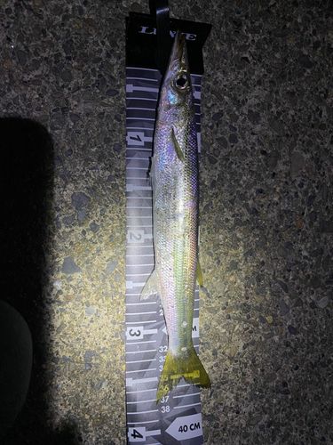カマスの釣果