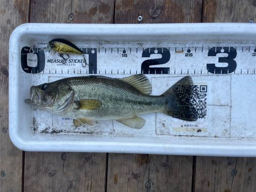 ブラックバスの釣果