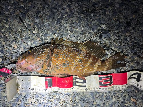 アコウの釣果
