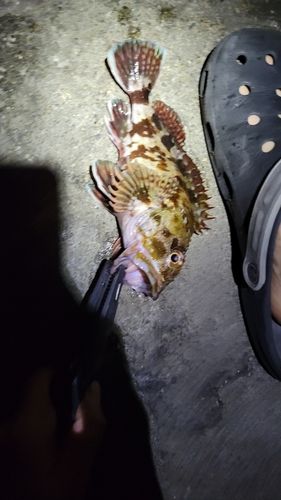 カサゴの釣果