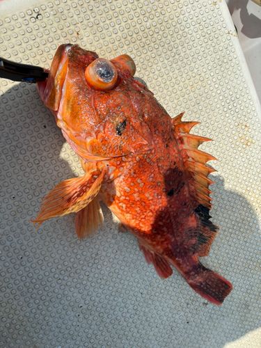 ウッカリカサゴの釣果