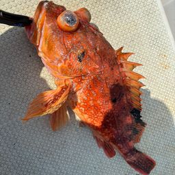 ウッカリカサゴ