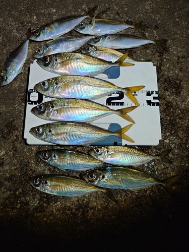 アジの釣果