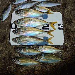 アジ