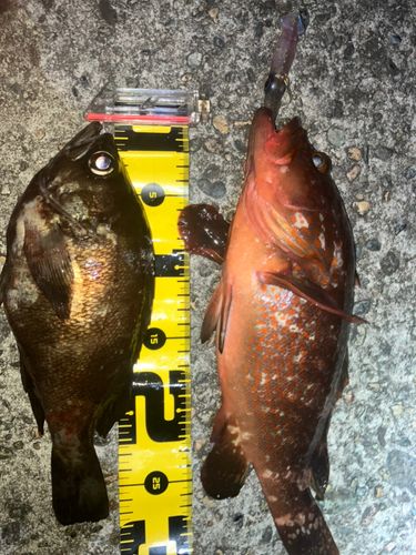 キジハタの釣果