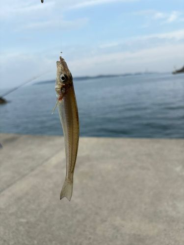 シロギスの釣果