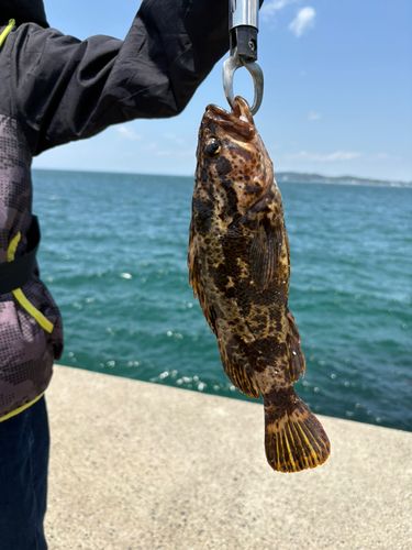タケノコメバルの釣果