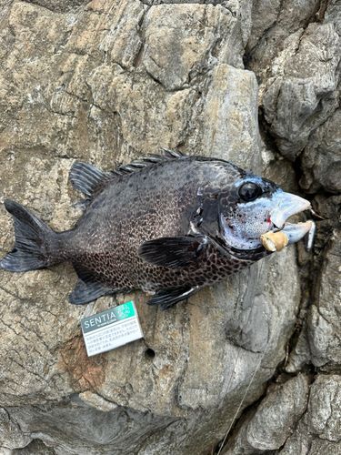 イシガキダイの釣果