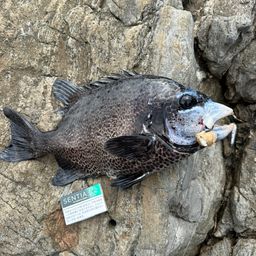 イシガキダイ