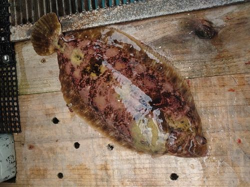 ナメタガレイの釣果