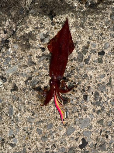 ケンサキイカの釣果